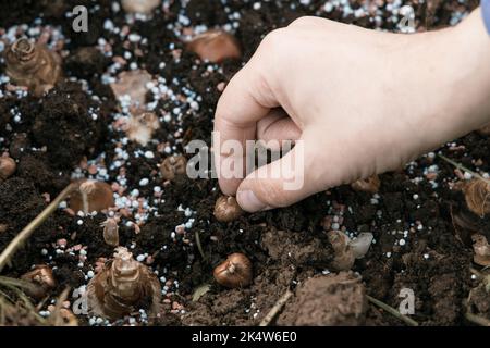 Hand sadi in Boden-Boden-Blumenzwiebeln. Hand hält eine Krokusbirne, bevor sie in den Boden gepflanzt wird Stockfoto