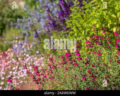 Blumenbeet gefüllt mit bunten Salvia Blumen, fotografiert im Herbst im Garten in Wimpole Hall, Cambridgeshire UK, fotografiert im Frühherbst Stockfoto