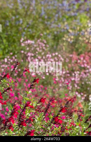 Blumenbeet gefüllt mit bunten Salvia Blumen, fotografiert im Herbst im Garten in Wimpole Hall, Cambridgeshire UK, fotografiert im Frühherbst Stockfoto