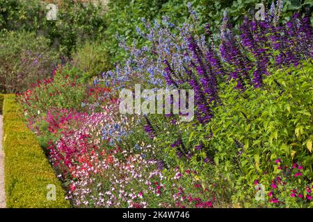 Blumenbeet gefüllt mit bunten Salvia Blumen, fotografiert im Herbst im Garten in Wimpole Hall, Cambridgeshire UK, fotografiert im Frühherbst Stockfoto