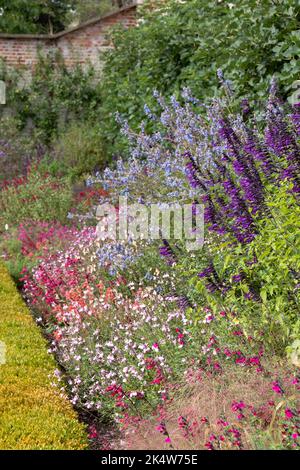 Blumenbeet gefüllt mit bunten Salvia Blumen, fotografiert im Herbst im Garten in Wimpole Hall, Cambridgeshire UK, fotografiert im Frühherbst Stockfoto