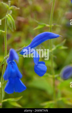 Blaue Blüten des halbharten ornamentalen Gentian Salbei, dem sich ausbreitenden Salbei Stockfoto