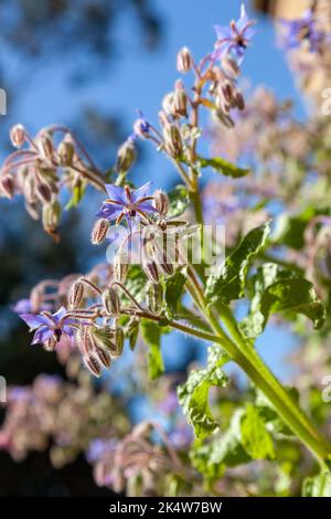 Borretsch (Borrango Officinalis), auch bekannt als ein Starflower. Stockfoto