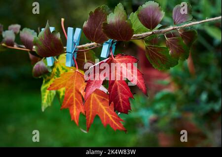 Nahaufnahme von bunten Herbstblättern, die an einer Schnur mit Wäscheklammern befestigt sind. Stockfoto