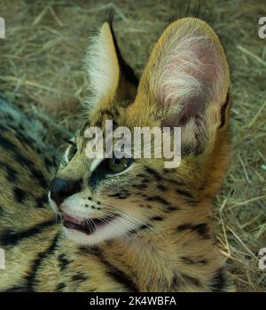 Nahaufnahme eines Servals im Busch, Südafrika Stockfoto