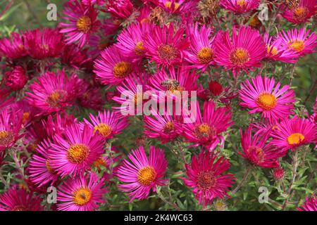 Eine Honigbiene, sitzt auf einem New England-Aster 'James Ritchie' in Blüte. Stockfoto