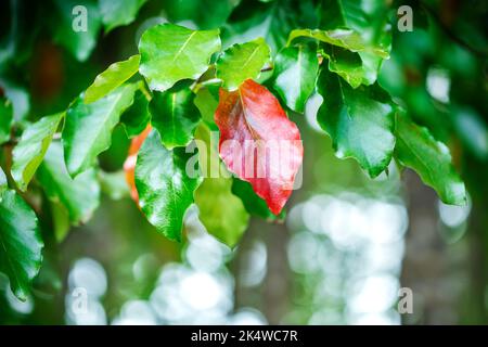 Nahaufnahme eines roten Blattes unter grünen Blättern, die an einem Zweig wachsen, British Columbia, Kanada Stockfoto