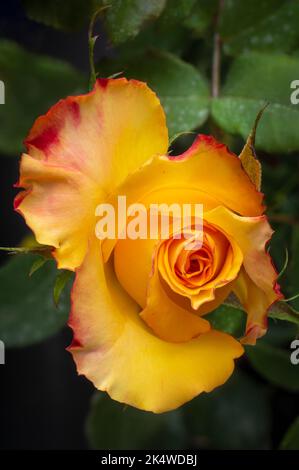 Nahaufnahme der schönen gelben Rose mit ihren Blättern, direkt von oben aufgenommen mit weichem Fokus Stockfoto