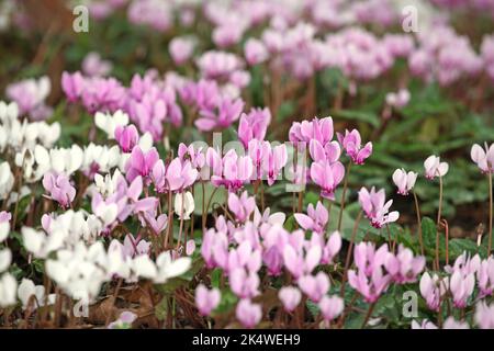 Cyclamen hederifolium, das efeublättrige Cyclamen in Blüte. Stockfoto