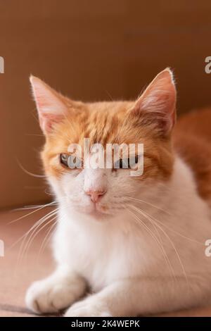 Vertikale Nahaufnahme Porträt der schönen Ingwer-Katze mit grünen Augen sitzen entspannt Stockfoto