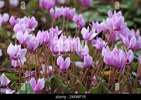 Cyclamen hederifolium, das efeublättrige Cyclamen in Blüte. Stockfoto