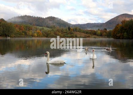 Familie Schwan am Lokvarsko-See bei Gorski Kotar, Kroatien am 4. Oktober 2022. Foto: Goran Kovacic/PIXSELL Stockfoto