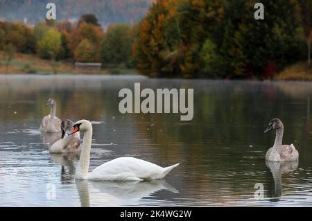 Familie Schwan am Lokvarsko-See bei Gorski Kotar, Kroatien am 4. Oktober 2022. Foto: Goran Kovacic/PIXSELL Stockfoto