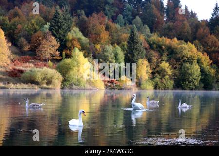 Familie Schwan am Lokvarsko-See bei Gorski Kotar, Kroatien am 4. Oktober 2022. Foto: Goran Kovacic/PIXSELL Stockfoto