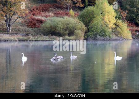 Familie Schwan am Lokvarsko-See bei Gorski Kotar, Kroatien am 4. Oktober 2022. Foto: Goran Kovacic/PIXSELL Stockfoto