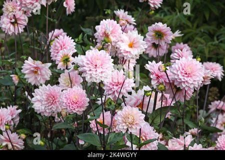 Dahlia 'Melody Harmony' in Blüte Stockfoto