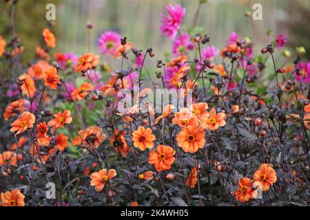 Dahlia 'Bishop of Oxford' in Blüte. Stockfoto