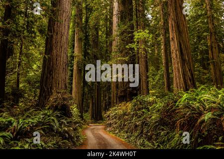 Im Redwood Forest unter dem Riesenmammutbaum Stockfoto