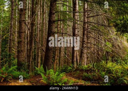 Im Redwood Forest unter dem Riesenmammutbaum Stockfoto