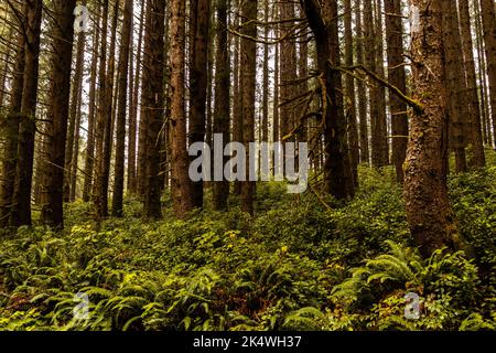 Im Redwood Forest unter dem Riesenmammutbaum Stockfoto