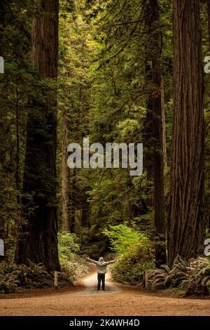 Im Redwood Forest unter dem Riesenmammutbaum Stockfoto