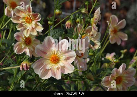 Cremefarbene und rosafarbene Colmarette Dahlien in Blüte. Stockfoto