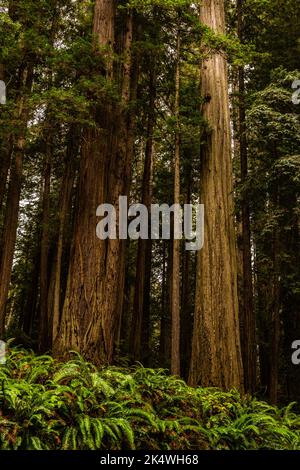 Im Redwood Forest unter dem Riesenmammutbaum Stockfoto