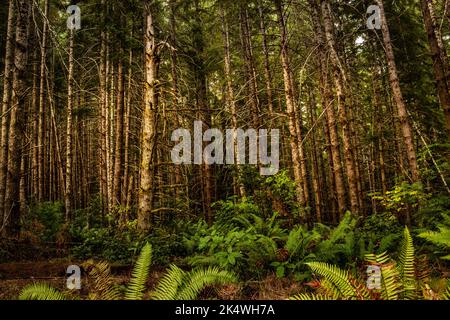 Im Redwood Forest unter dem Riesenmammutbaum Stockfoto