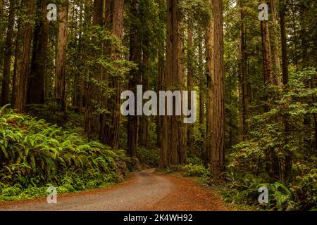 Im Redwood Forest unter dem Riesenmammutbaum Stockfoto