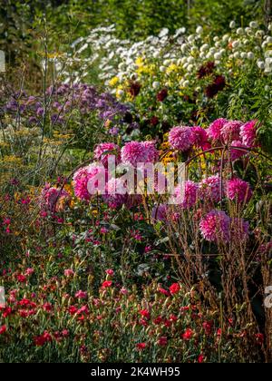 Rosa Kugeldahlien, die in einem Blumenbeet in einem britischen Garten wachsen. Stockfoto