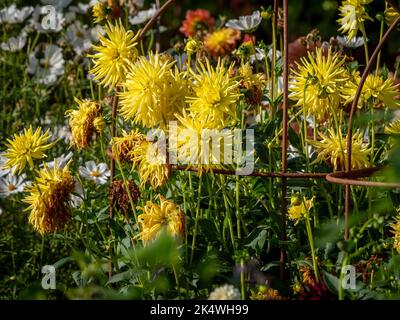 Gelbe Halbkaktus-Dahlien, die in einem britischen Garten in einer Dürre wachsen und von rostigen Metallpflanzen unterstützt werden. Stockfoto