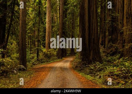 Im Redwood Forest unter dem Riesenmammutbaum Stockfoto