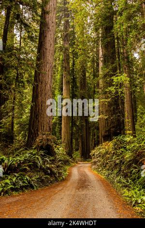 Im Redwood Forest unter dem Riesenmammutbaum Stockfoto