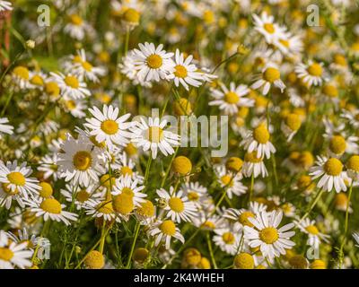 Ochsen-Auge Gänseblümchen auf einer Wiese wächst. Stockfoto