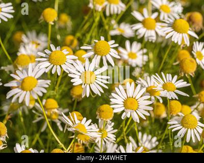 Ochsen-Auge Gänseblümchen auf einer Wiese wächst. Stockfoto