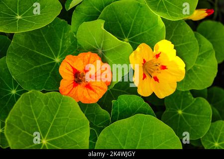 Eine Nahaufnahme von leuchtend orangefarbenen Nastursien, die im Landgarten blühen Stockfoto