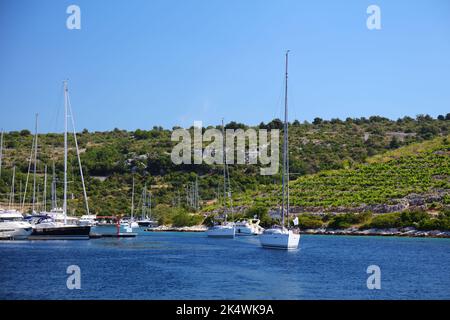Kroatien Marina und Hügel Weinberge in der Nähe von Primosten. Hafen in Kroatien. Stockfoto