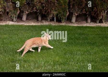 Die beige Katze, die im Garten läuft, wirft das grüne Gras mit Kopierfläche herum Stockfoto