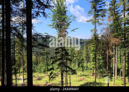 Landschaft in Schlesischen Beskiden (Beskid Slaski) in Polen. Blick auf den Bergwald im Sommer. Stozek Wanderweg. Stockfoto