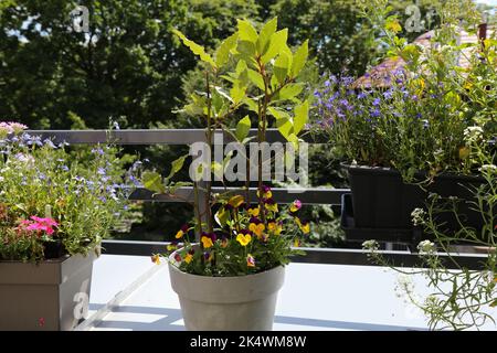 Gartenarbeit auf dem Balkon. Eigener eigener Bio Lorbeerkräuter auf dem Balkon. Blaue Belie blüht in anderen Töpfen. Pansy blüht unter dem Lorbeer. Stockfoto