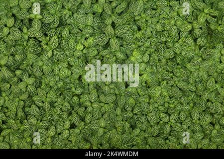 Grüner Pflanzenhintergrund. Die Nervenpflanze (Fittonia albivenis) hinterlässt eine Textur in einem botanischen Garten. Stockfoto