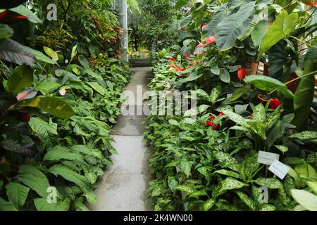 KRAKAU, POLEN - 3. JULI 2021: Gewächshaus im Botanischen Garten der Jagiellonen Universität in Krakau, Polen. Stockfoto