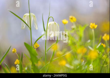 Blühende Schachbrettblume, Schachblume oder Pfuschei - Fritillaria Meleagris - an Einem sonnigen Frühlingstag. Stockfoto