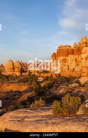 Cedar Mesa Sandsteinformationen & eine Pinyon-Kiefer im Needles District, Canyonlands NP, Utah. Stockfoto