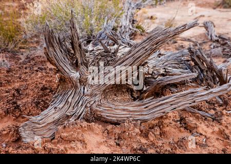 Ein toter Wacholderbaum, der auf der kryptobiotischen oder krytogamen Soildkruste liegt. Needles District, Canyonlands National Park, Utah. Stockfoto