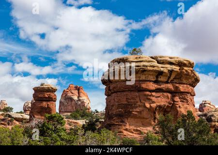 Cedar Mesa Sandsteinformationen & ein toter Wacholderbaum im Needles District, Canyonlands NP, Utah. Stockfoto