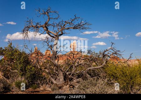 Santa Claus Rock und eine tote Pinyon-Kiefer im Needles District des Canyonlands National Park, Utah. Stockfoto