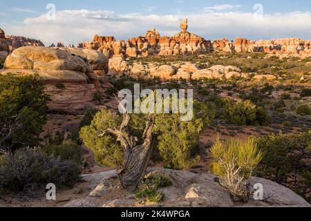 Santa Claus Rock und ein uralter Utah Wacholder im Needles District des Canyonlands National Park, Utah. Stockfoto