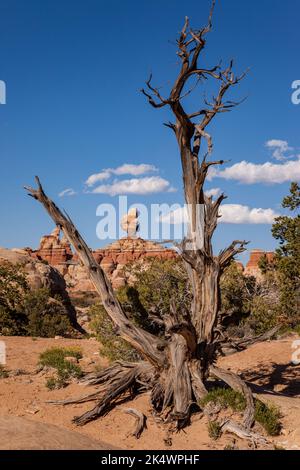 Santa Claus Rock and the Needles im Needles District des Canyonlands National Park, Utah. Stockfoto