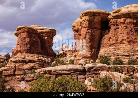 Cedar Mesa Sandsteinformationen in der Devil's Kitchen Area im Needles District des Canyonlands National Park, Utah. Stockfoto